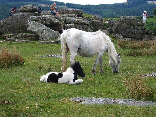 mooor ponies ... bit bigger than the other ones!