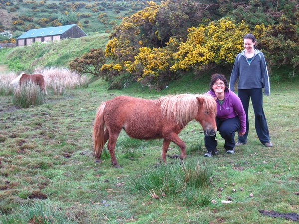 dartmoor ponies ... this is a grown up