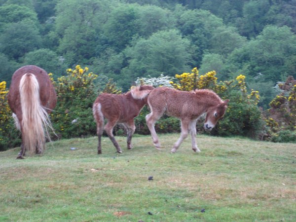 playful foals ... itsy, bitsy