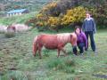 dartmoor ponies ... this is a grown up