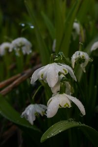 Snowdrops (see it really is spring)