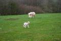 Baby lambs 