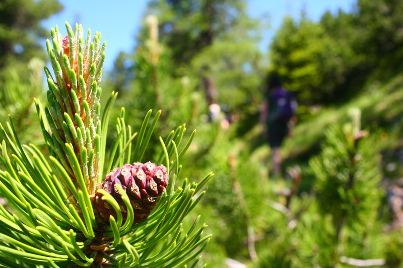 pine with hikers behind