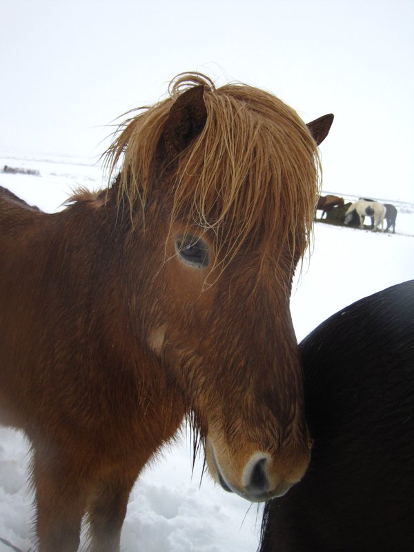 Iceland Pony ... quite tasty