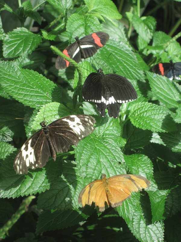 Lots of Butterflies