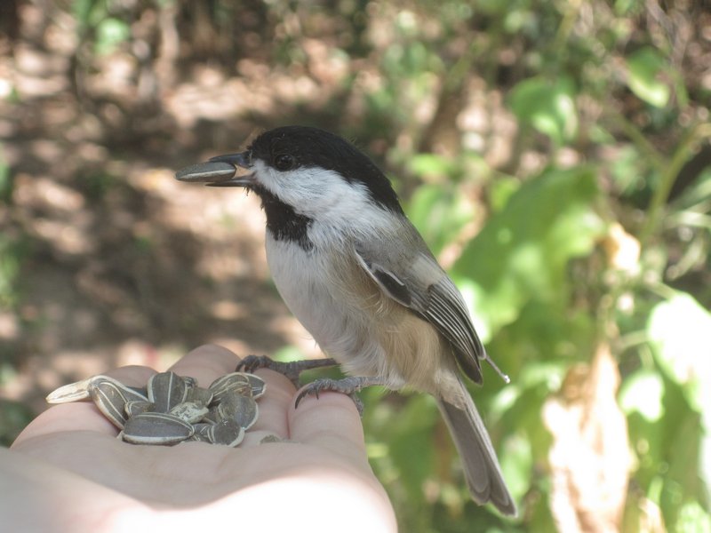 Chickadees eating out of your hand