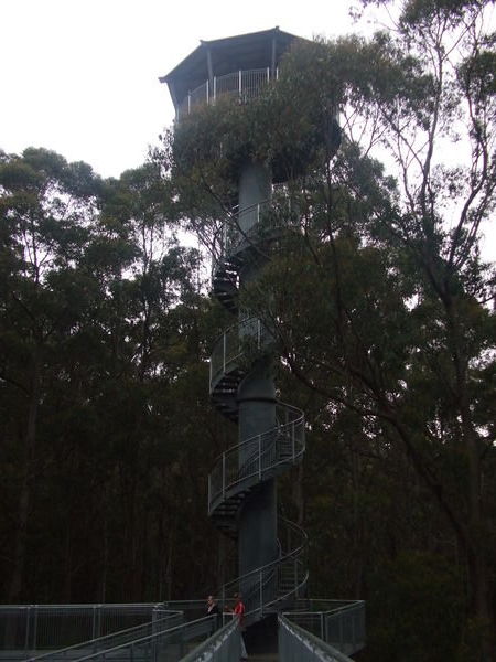 Treetop tower