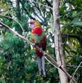 Wild Parrot