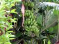 Bananas growing by the patio