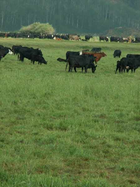 Cows nearby