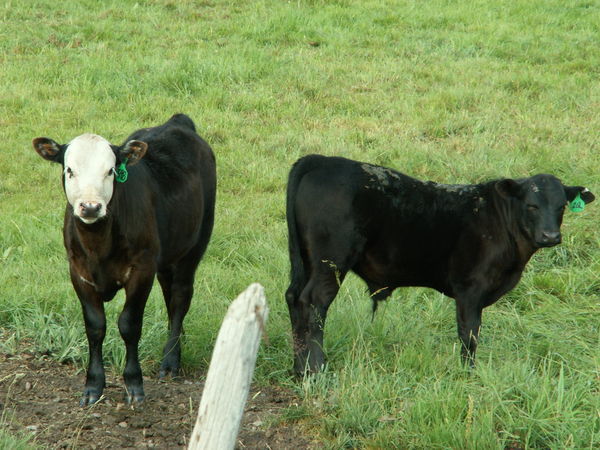 Up-close Cows