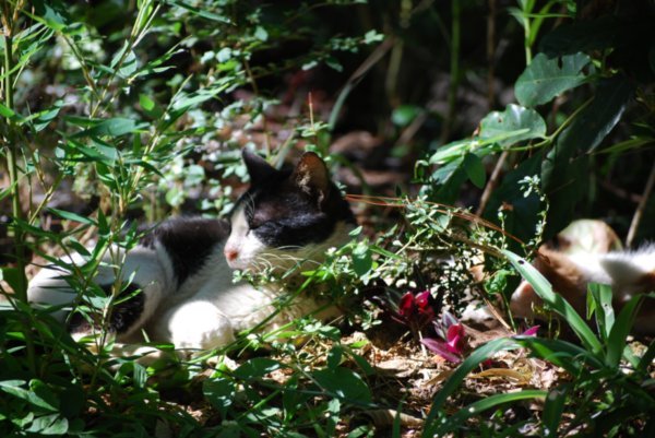 stray cats at Botanical Gardens