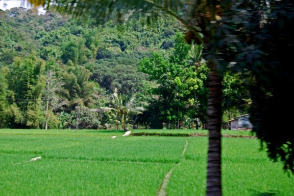 rice fields in valley