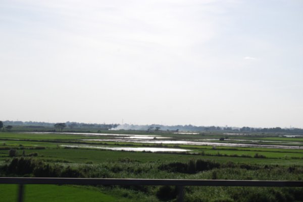 watery rice fields near Manila