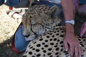 cheetah up close