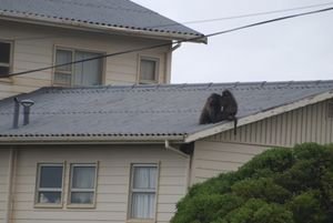 Baboons on a roof