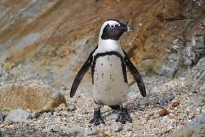 The posing penguin