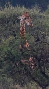 first giraffe!