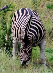 head-on zebra