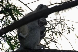 vervet mommy and baby