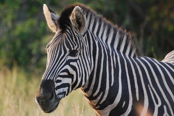 up close zebra