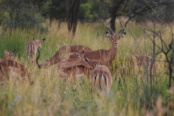 group of impalas