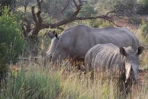 mom and baby white rhino