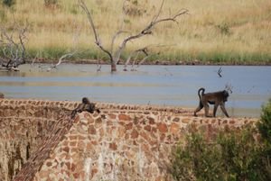 baboons on the dam