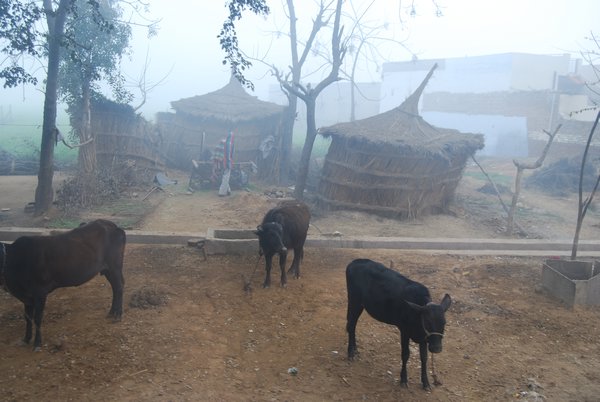 cows and huts