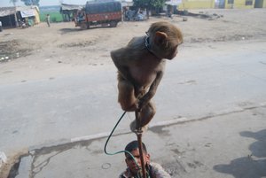 monkey on a stick