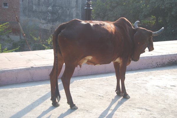 cow in the road in Agra