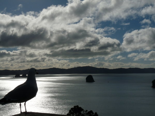 Cathedral Cove and Guardian Seagull