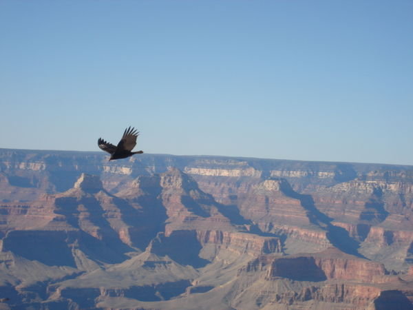 Bird flying over the Canyon