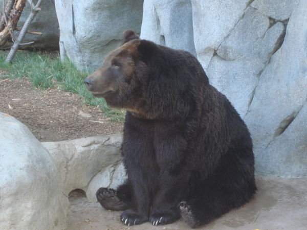 bear at san diego Zoo