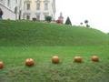 A row of pumpkins