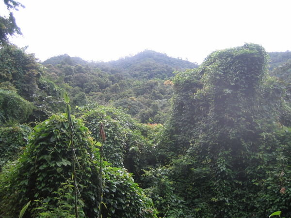 Overgrown Jungle
