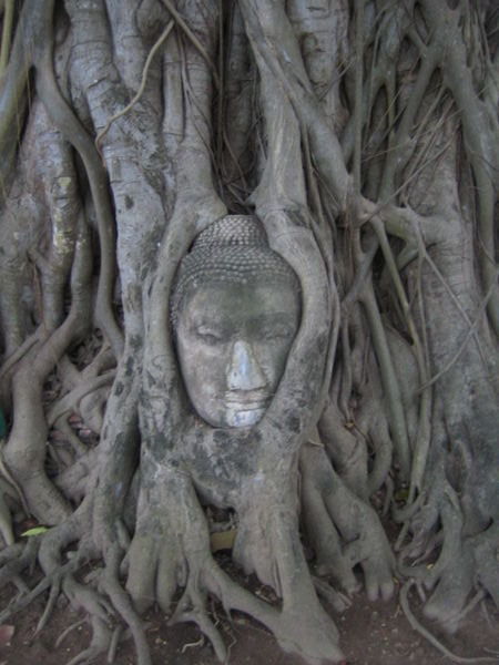 Buddha Head Surrounded by Bodhi Tree