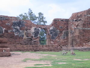 Monkeys Utilize Lop Buri Ruins as a Playground