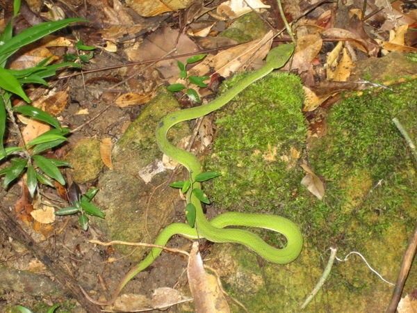 Green Viper in the Ko Chang Jungle