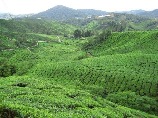 Tea Plantation: Cameron Highlands, Malaysia