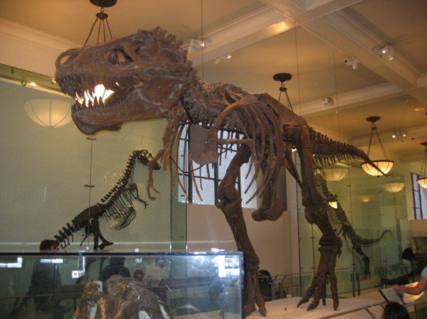 T-Rex at Natural History Museum, NY