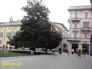 Tree, Parma