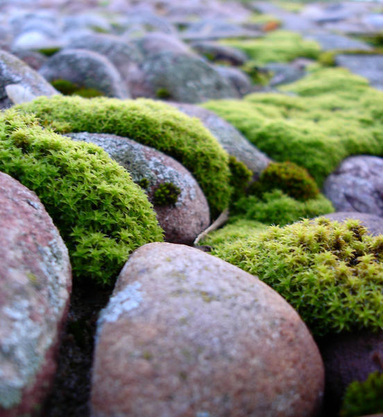 irrefutable proof:  rolling stones DO gather moss