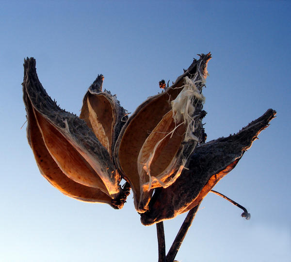 Asclepias seed pods