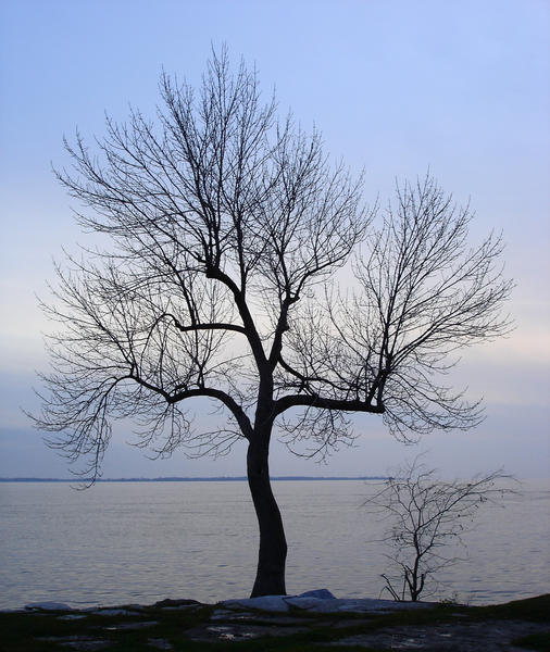 my favourite tree on the waterfront