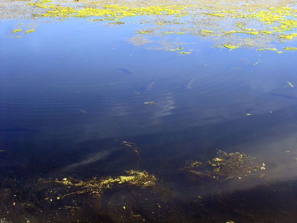 massive carp in Collins Bay
