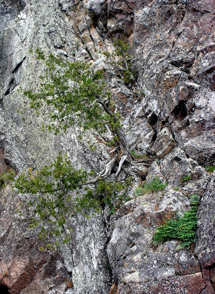 thousand-year-old junipers clinging to the rock