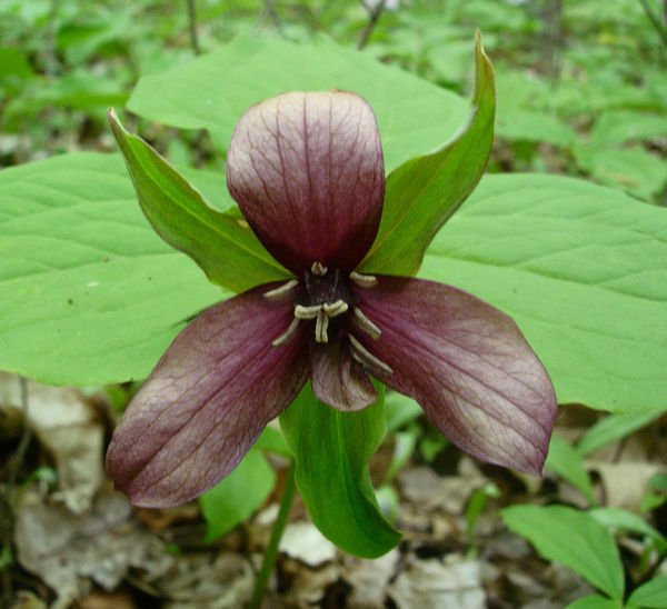 Trilliums - not the usual colour!
