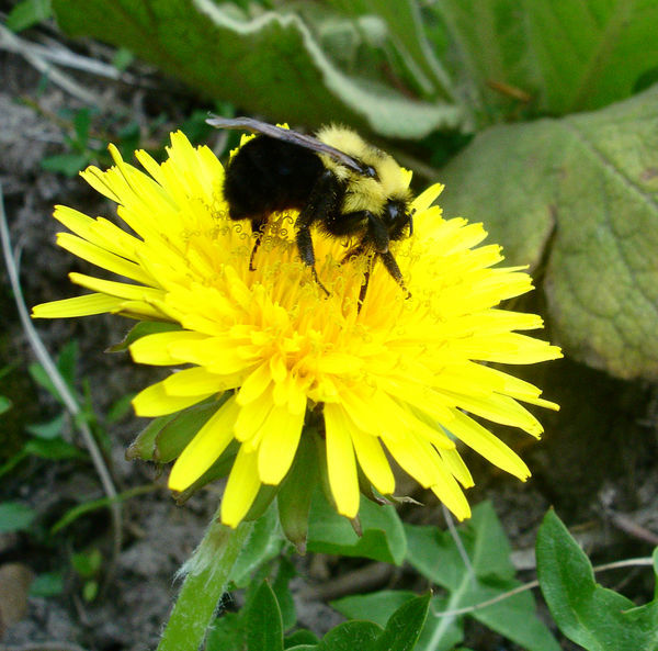 Bumblebee - very cool (and stingless, even better)