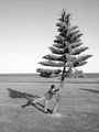 Reilly and a Norfolk Island pine